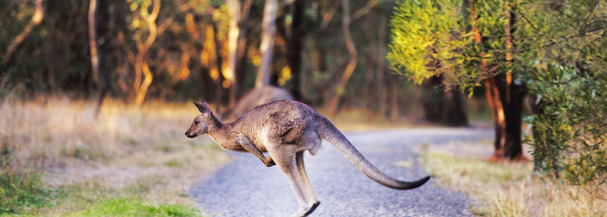 Kangaroo